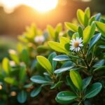 Le Pittosporum Kohuhu : Guide complet sur ses traits, son entretien et ses usages au jardin